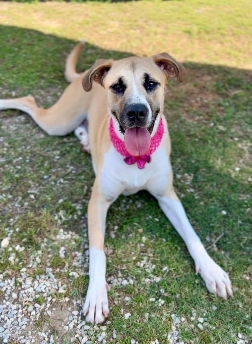 BOOSIE - Labrador Retriever for adoption in McKinney