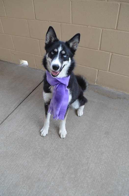 ROSALIE - Husky available for adoption
