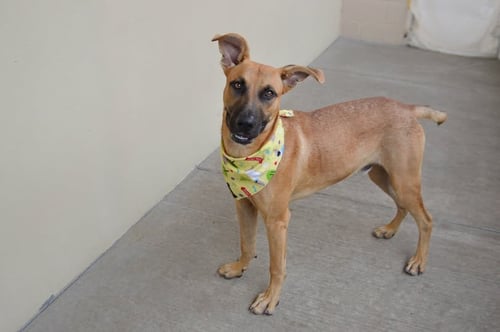 MOSS - Black Mouth Cur for adoption in McKinney