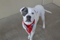 Alfie - Photo 1