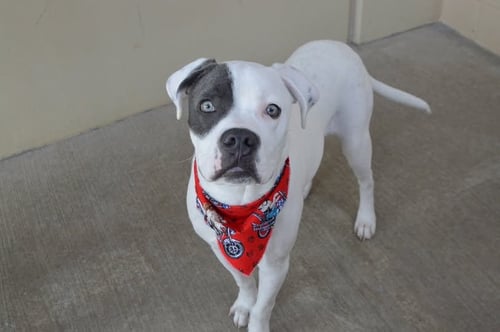 ALFIE - American Pit Bull Terrier for adoption in McKinney