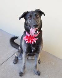 Athena - Photo 1