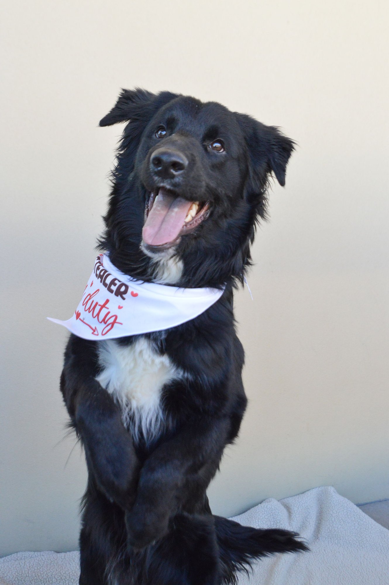 BEAN - Border Collie available for adoption