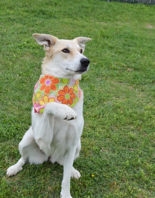 COCO - Collie available for adoption