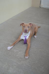 Huxley - Photo 1