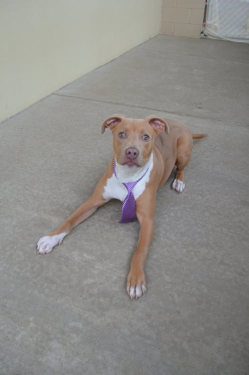 HUXLEY - American Pit Bull Terrier for adoption in McKinney