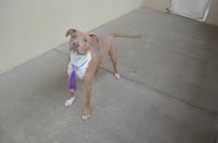 Huxley - Photo 2