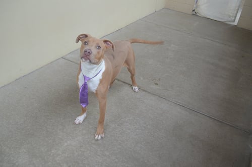 HUXLEY - American Pit Bull Terrier available for adoption