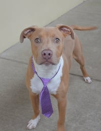 Huxley - Photo 3
