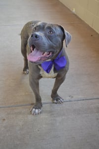 Dribbles (In Foster) - Photo 2