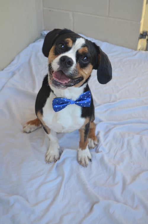 FOSAMAX - Beagle / Pug available for adoption