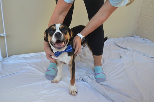FOSAMAX - Beagle / Pug available for adoption