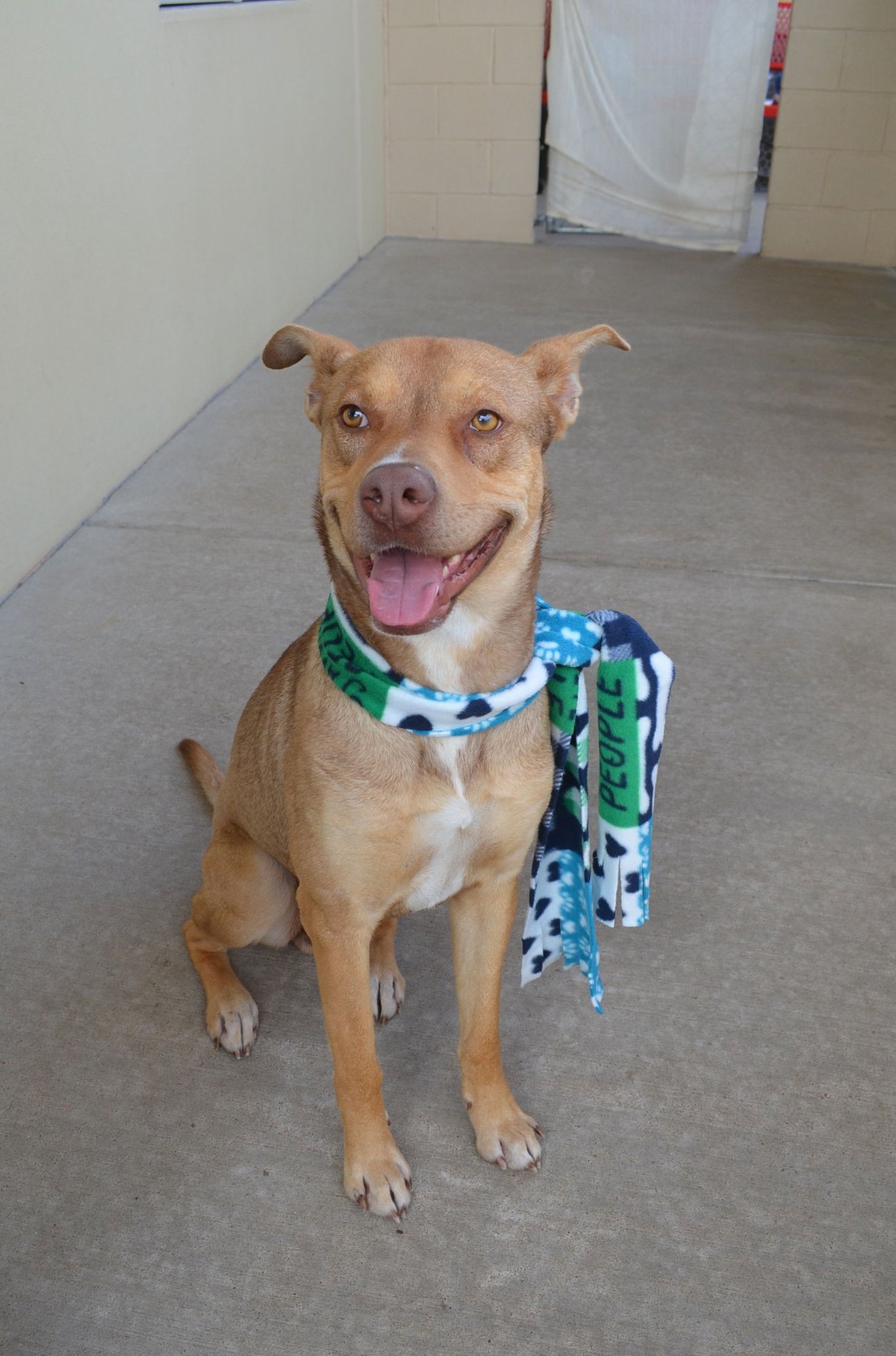 ELMER - Shepherd available for adoption