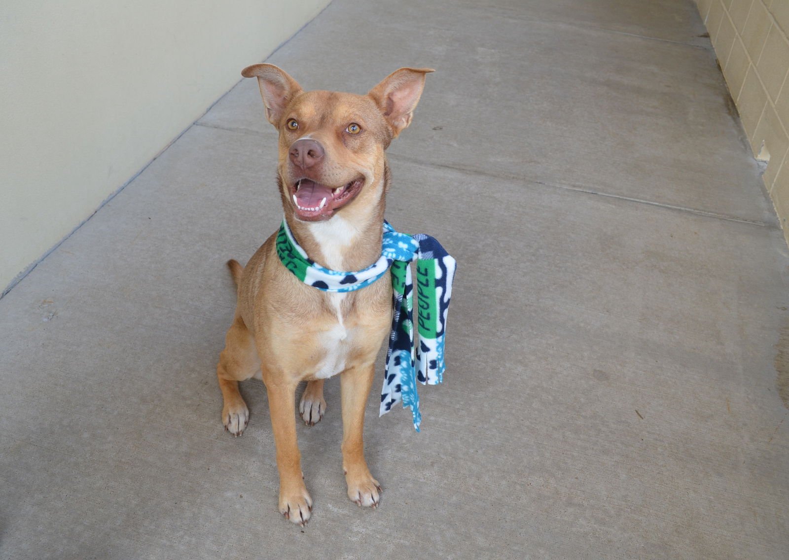 ELMER - Shepherd available for adoption