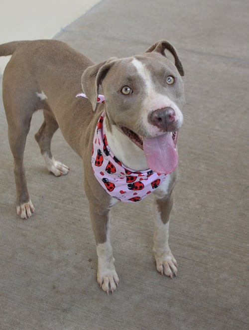 LEMON - American Pit Bull Terrier for adoption in McKinney