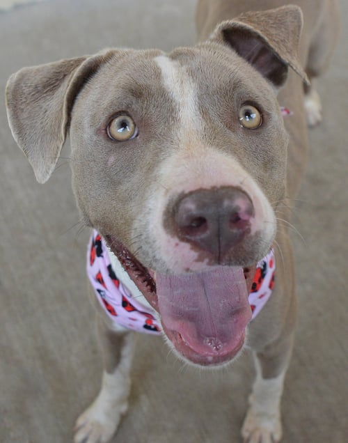LEMON - American Pit Bull Terrier available for adoption