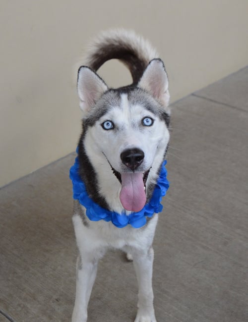 BELLA - Husky available for adoption