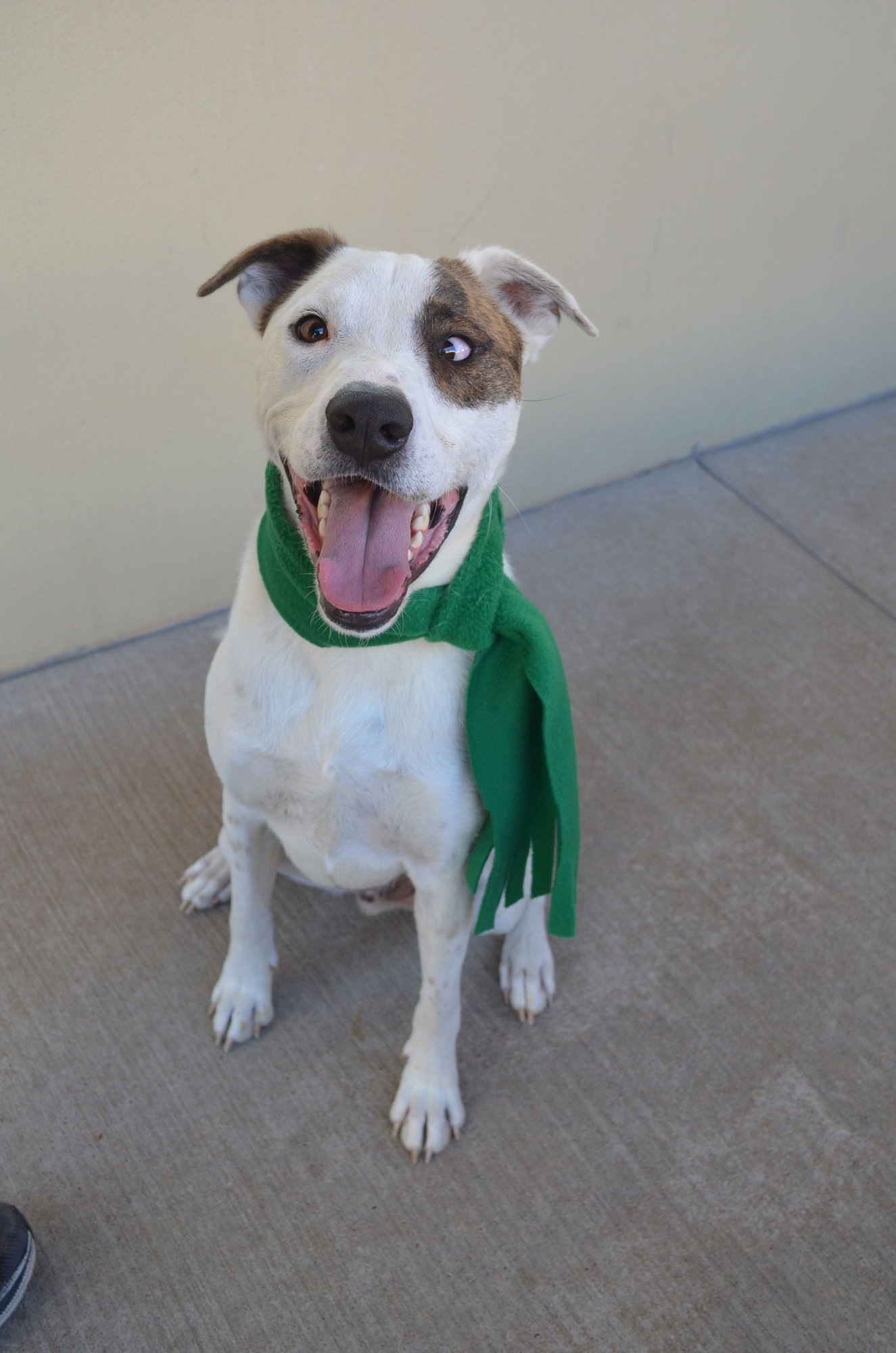 RAMEN - Great Pyrenees available for adoption