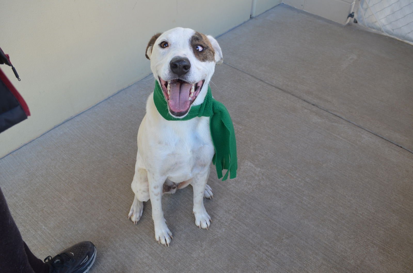 RAMEN - Great Pyrenees available for adoption