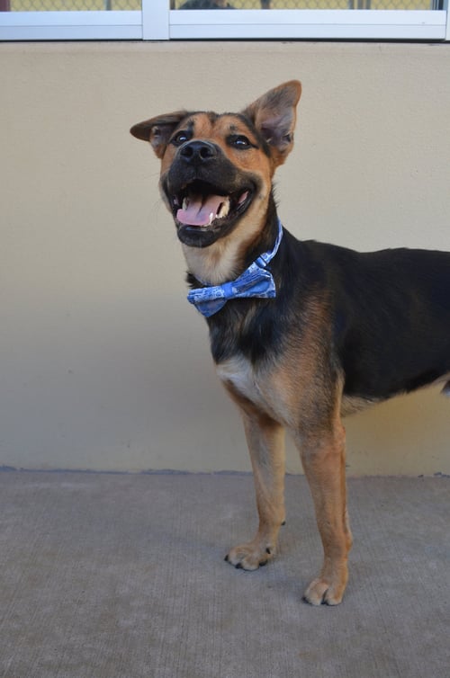 JETTY - Shepherd for adoption in McKinney