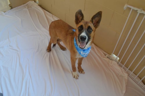 FLUMP - Shepherd for adoption in McKinney