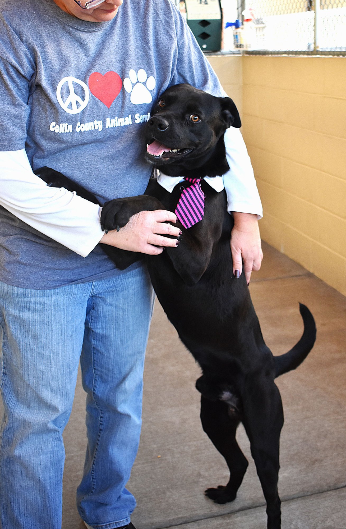 MIDNIGHT - American Pit Bull Terrier available for adoption