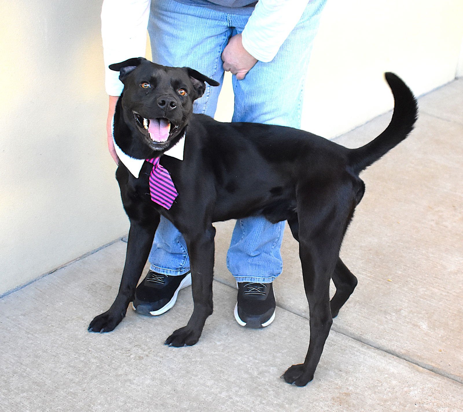 MIDNIGHT - American Pit Bull Terrier available for adoption