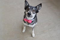 Floofodil - Photo 1