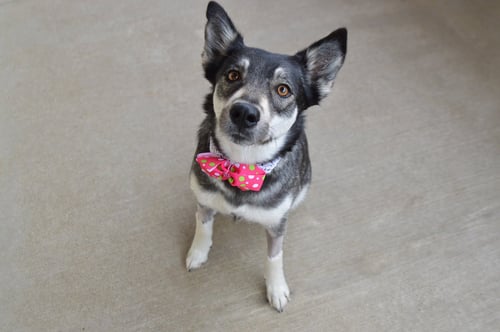 FLOOFODIL - Husky for adoption in McKinney