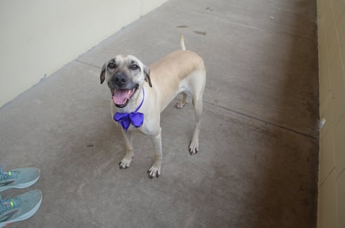 RUGER LYNN - Labrador Retriever available for adoption
