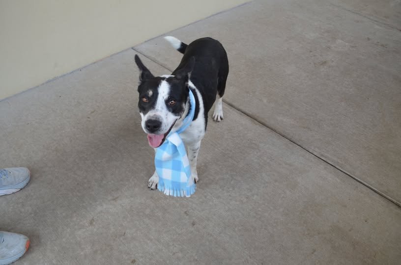 TOAST - Australian Cattle Dog/Blue Heeler available for adoption