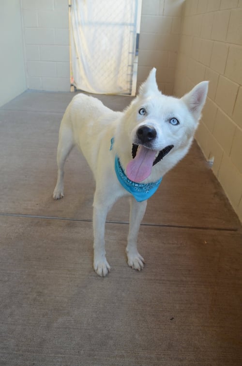 SCONE - Husky available for adoption