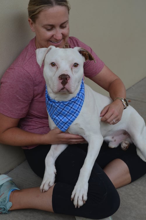 BOHDI - Pit Bull Terrier available for adoption