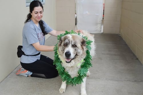 ECHO (IN FOSTER) - Great Pyrenees available for adoption