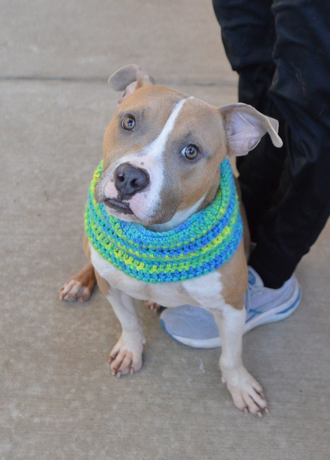 TACO BELL - American Pit Bull Terrier available for adoption