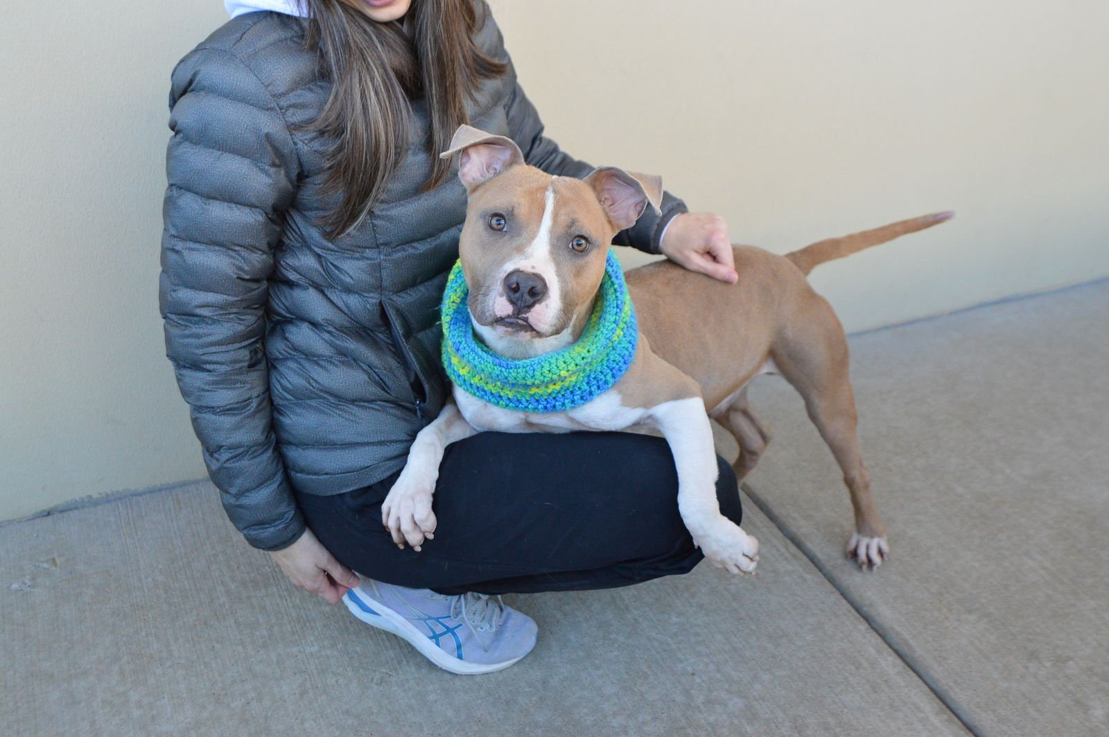 TACO BELL - American Pit Bull Terrier available for adoption