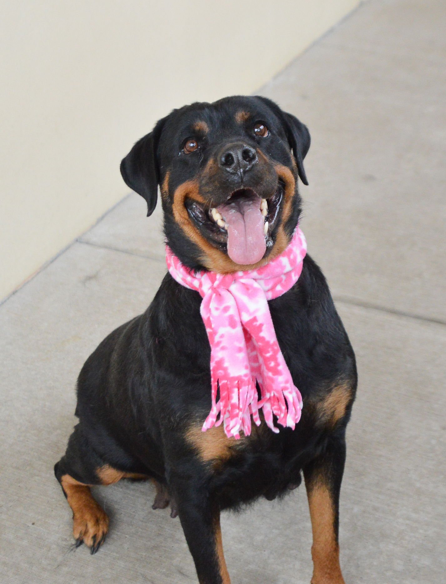 BERTHA - Rottweiler available for adoption