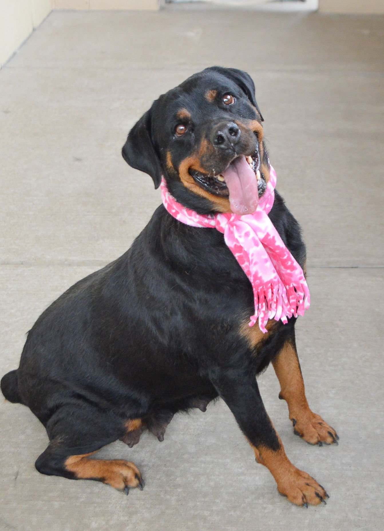 BERTHA - Rottweiler available for adoption