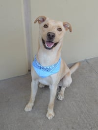 Orion (In Foster) - Photo 3