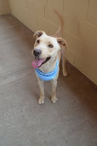 Orion (In Foster) - Photo 2