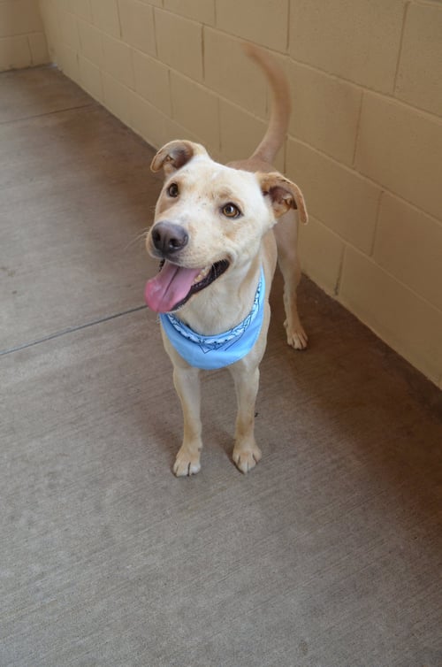 ORION (IN FOSTER) - Labrador Retriever available for adoption