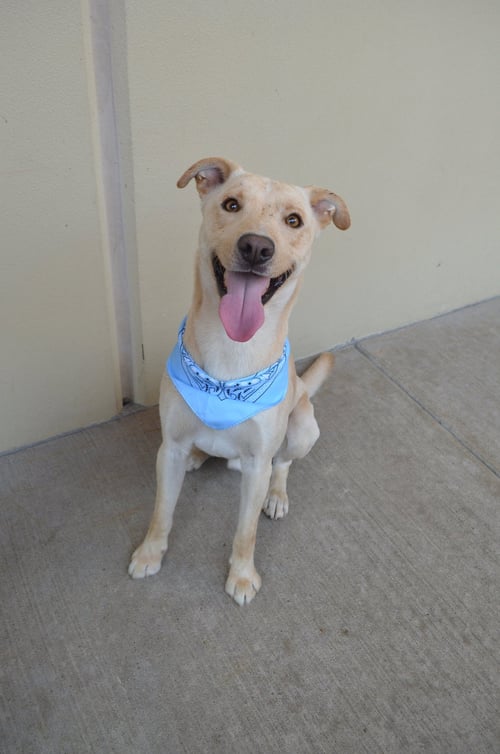 ORION (IN FOSTER) - Labrador Retriever for adoption in McKinney