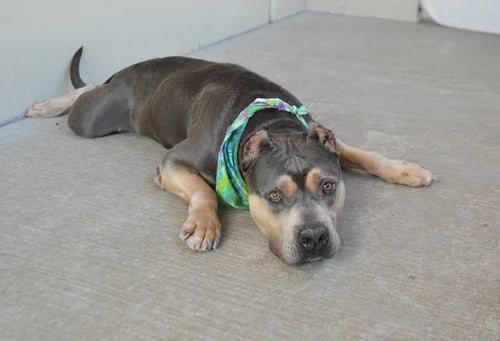 OSO - American Pit Bull Terrier available for adoption