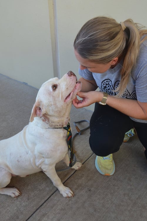 BRIEFCASE - American Pit Bull Terrier available for adoption