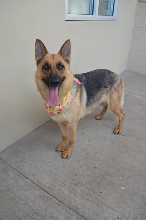 CANYON - German Shepherd Dog for adoption in McKinney