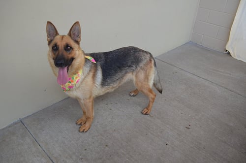 CANYON - German Shepherd Dog available for adoption