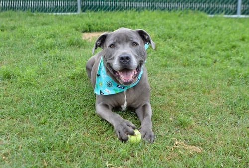 CREED (IN FOSTER) - Pit Bull Terrier for adoption in McKinney