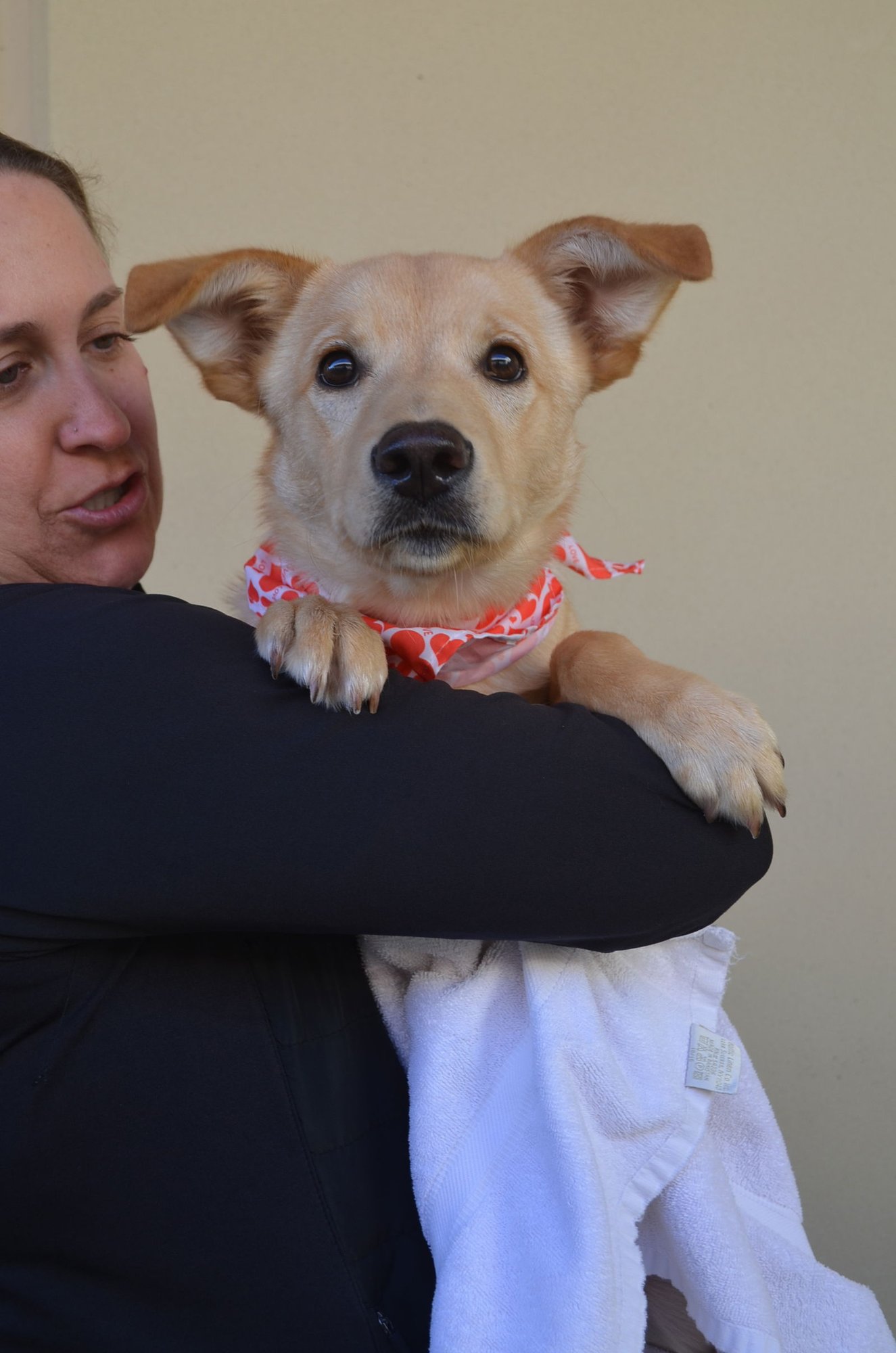 BISCOTTI - Labrador Retriever available for adoption