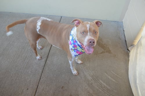 LILY - American Pit Bull Terrier available for adoption