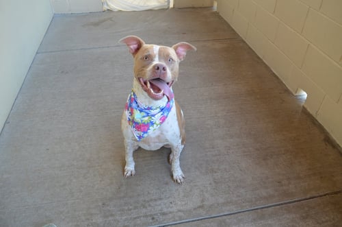 LILY - American Pit Bull Terrier available for adoption